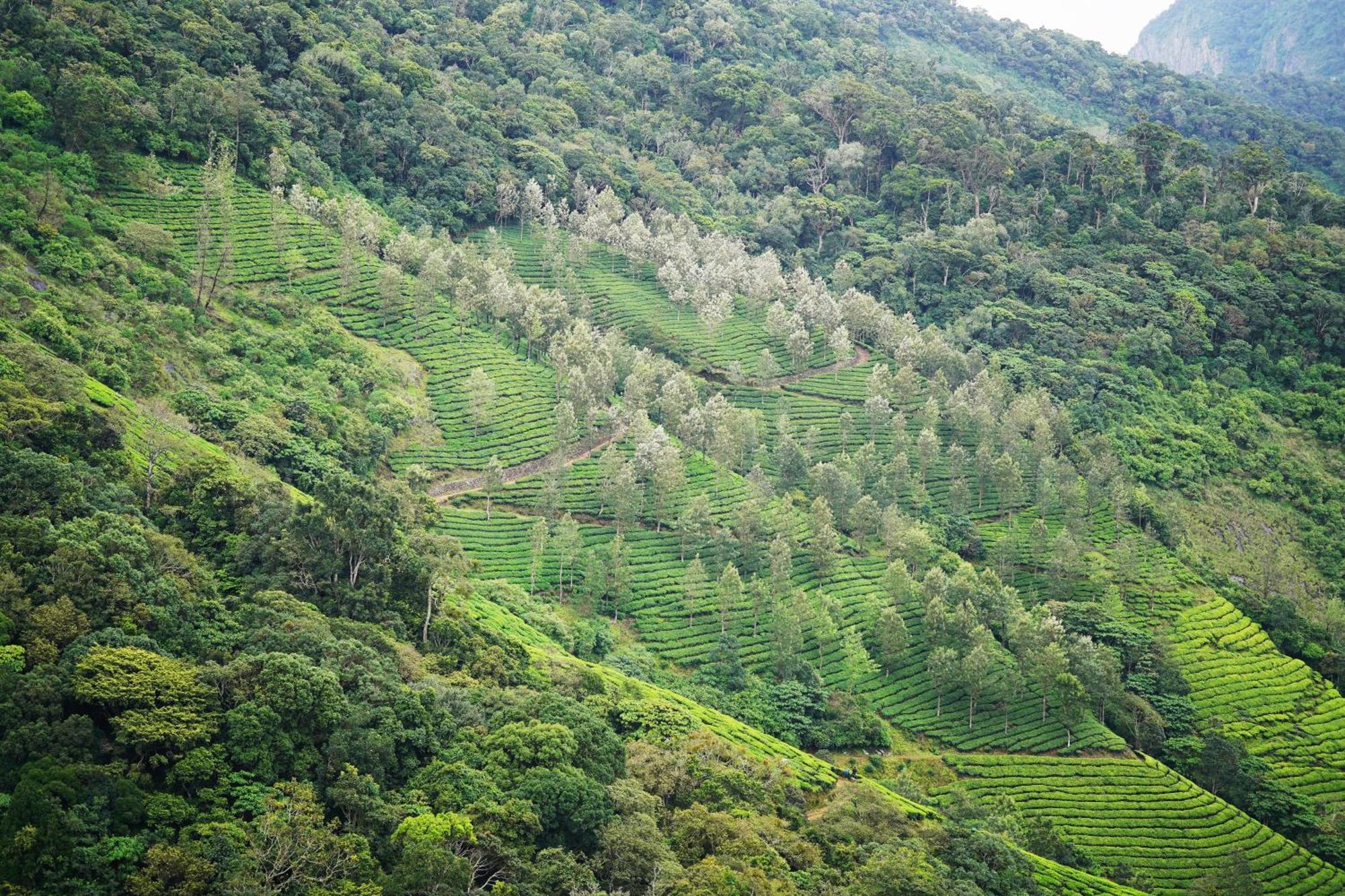 The Teatree Munnar Hotel Suryanelli Eksteriør billede